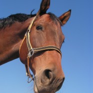 Glæden ved at have en hest